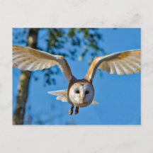 Foto van Barn Owl Flight