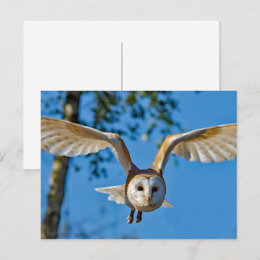 Foto van Barn Owl Flight Briefkaart (Voorkant / Achterkant)
