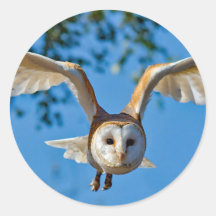 Foto van Barn Owl Flight