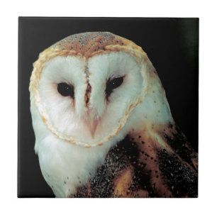 Foto van Barn Owl Tegeltje
