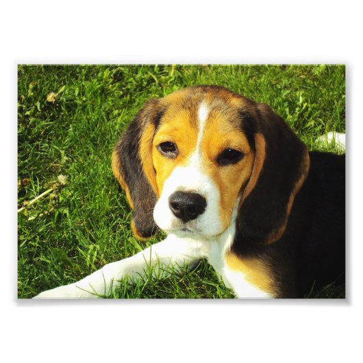 Foto van Beagle Puppy Afdruk (Voorkant)
