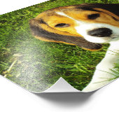 Foto van Beagle Puppy Foto Afdruk (Hoek)
