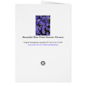 Foto van Beauful Blue Violet Petunia Flowers (Achterkant)