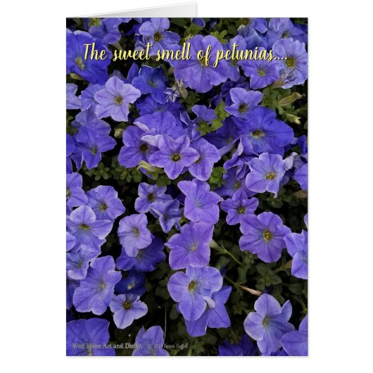 Foto van Beauful Blue Violet Petunia Flowers (Voorkant)
