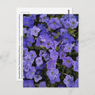 Foto van Beauful Blue Violet Petunia Flowers Briefkaart