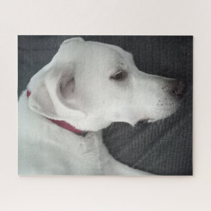Foto van Beauful Dog White en Grey Legpuzzel