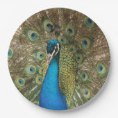 Foto van Beauful Peacock met Spread Feathers Papieren Bordje (Voorkant)