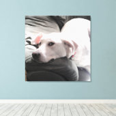 Foto van Beauful Tired White Dog op Couch Canvas Afdruk (Insitu (Houten vloer))