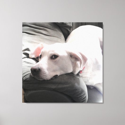 Foto van Beauful Tired White Dog op Couch Canvas Afdruk (Voorkant)