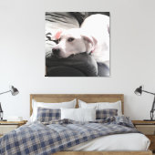 Foto van Beauful Tired White Dog op Couch Canvas Afdruk (Insitu (Slaapkamer))