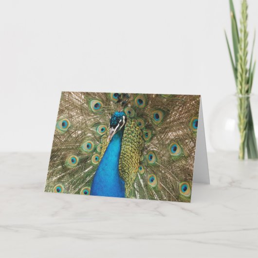 Foto van Beautiful Peacock met Spread Feathers Kaart (Voorkant)