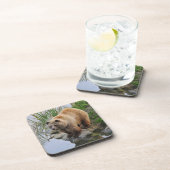 Foto van Beer Wildlife Animal Grizzly Bier Onderzetter (Rechterzijde)