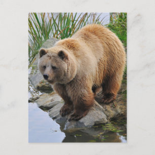 Foto van Beer Wildlife Animal Grizzly Briefkaart