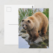 Foto van Beer Wildlife Animal Grizzly Briefkaart (Voorkant / Achterkant)