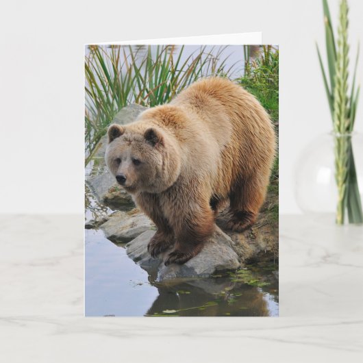 Foto van Beer Wildlife Animal Grizzly Kaart (Voorkant)