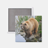 Foto van Beer Wildlife Animal Grizzly Magneet (Voorkant / Achterkant)