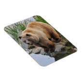 Foto van Beer Wildlife Animal Grizzly Magneet (Rechterzijde)