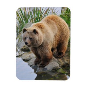 Foto van Beer Wildlife Animal Grizzly Magneet