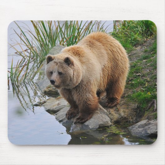 Foto van Beer Wildlife Animal Grizzly Muismat (Voorkant)