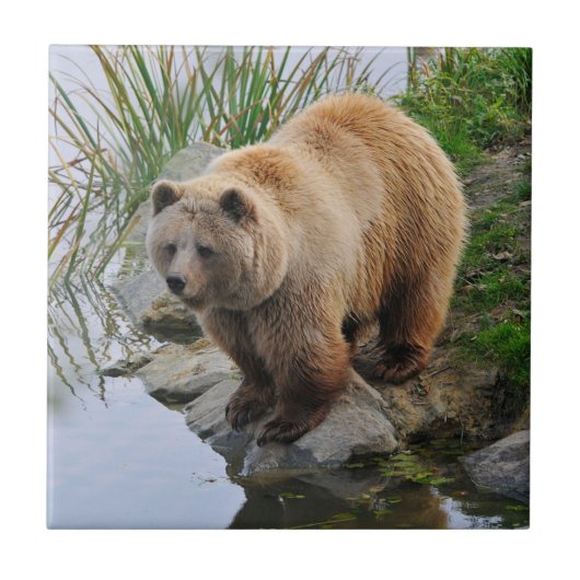 Foto van Beer Wildlife Animal Grizzly Tegeltje (Voorkant)