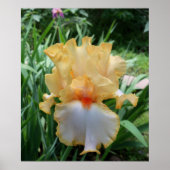 Foto van beestjes geel en wit Iris Poster (Voorkant)