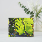 Foto van beukenbladeren sluiten briefkaart (Staand voorkant)