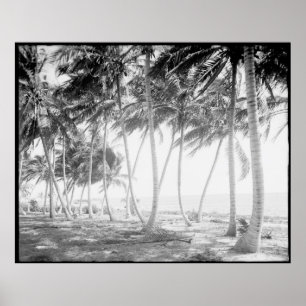 Foto van Black and White Florida Palm Trees Poster