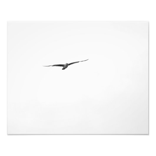 Foto van Black and White Seagull Foto Afdruk (Voorkant)