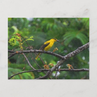 Foto van Black Naped oriole in de regen. Briefkaart