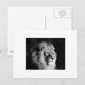 Foto van Black & White Lion Briefkaart (Voorkant / Achterkant)