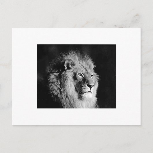 Foto van Black & White Lion Briefkaart (Voorkant)