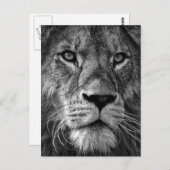 Foto van Black & White Lion Briefkaart (Voorkant / Achterkant)