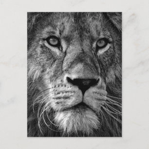 Foto van Black & White Lion Briefkaart