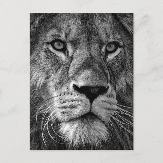 Foto van Black & White Lion Briefkaart (Voorkant)