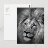 Foto van Black & White Lion Briefkaart (Voorkant / Achterkant)