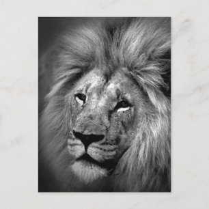 Foto van Black & White Lion Briefkaart