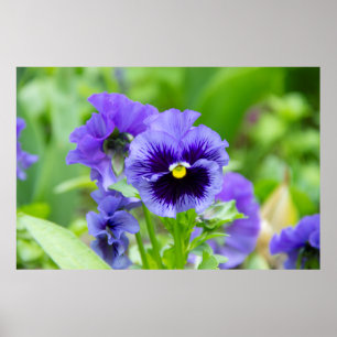 Foto van blauwe en lichtblauwe viooltjes poster