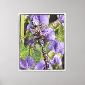 Foto van blauwooglibel canvas afdruk (Voorkant)