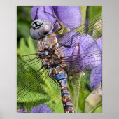 Foto van blauwooglibel poster (Voorkant)