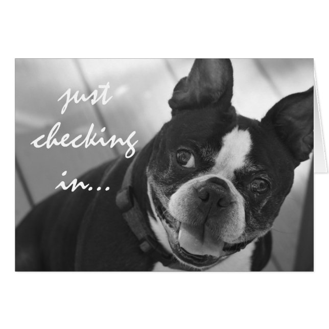 foto van Boston Terrier (Voorkant Horizontaal)