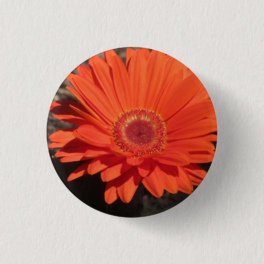 Foto van Bright Oranje Gerbera Daisy Ronde Button 3,2 Cm (Voorkant)