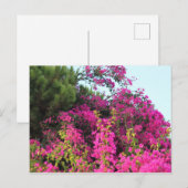 Foto van Bright Pink Bougainvillea Briefkaart (Voorkant / Achterkant)