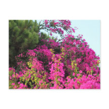 Foto van Bright Pink Bougainvillea