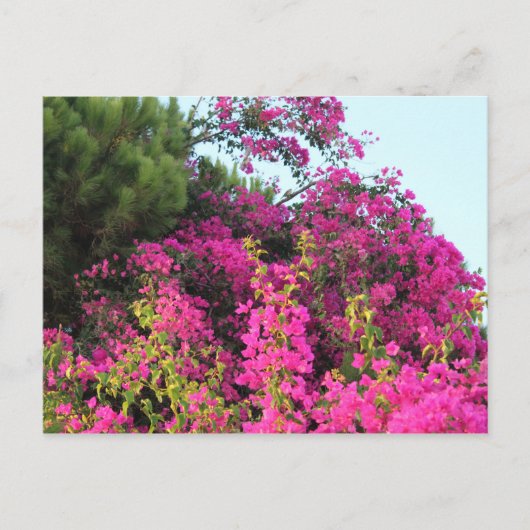Foto van Bright Pink Bougainvillea Briefkaart (Voorkant)