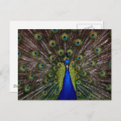 foto van Bright regale pauw Briefkaart (Voorkant / Achterkant)