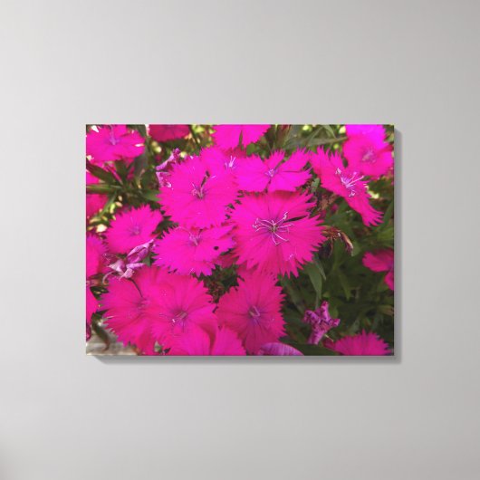 Foto van Bright roze bloemen Canvas Afdruk (Voorkant)