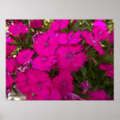 Foto van Bright roze bloemen Poster (Voorkant)