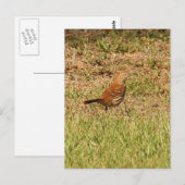 Foto van Brown Thrasher Bird Briefkaart (Voorkant / Achterkant)