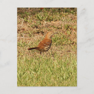 Foto van Brown Thrasher Bird Briefkaart
