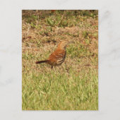 Foto van Brown Thrasher Bird Briefkaart (Voorkant)